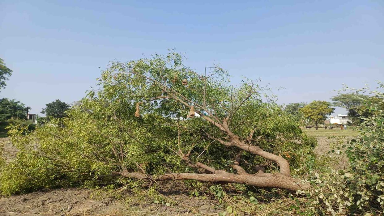 Rishikesh bypass project puts 3,998 trees at risk forest department seeks fewer tree felling