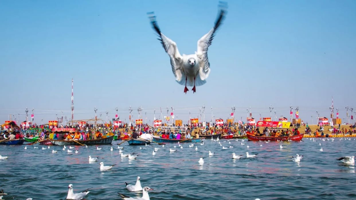 Along with the roar of Sangam in Mahakumbh, the chirping of birds of more than 90 species will enthrall the mi