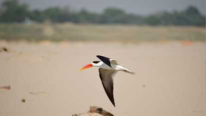 Along with the roar of Sangam in Mahakumbh, the chirping of birds of more than 90 species will enthrall the mi