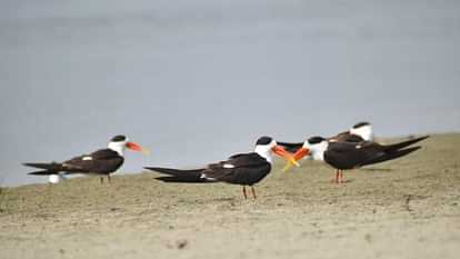 Along with the roar of Sangam in Mahakumbh, the chirping of birds of more than 90 species will enthrall the mi