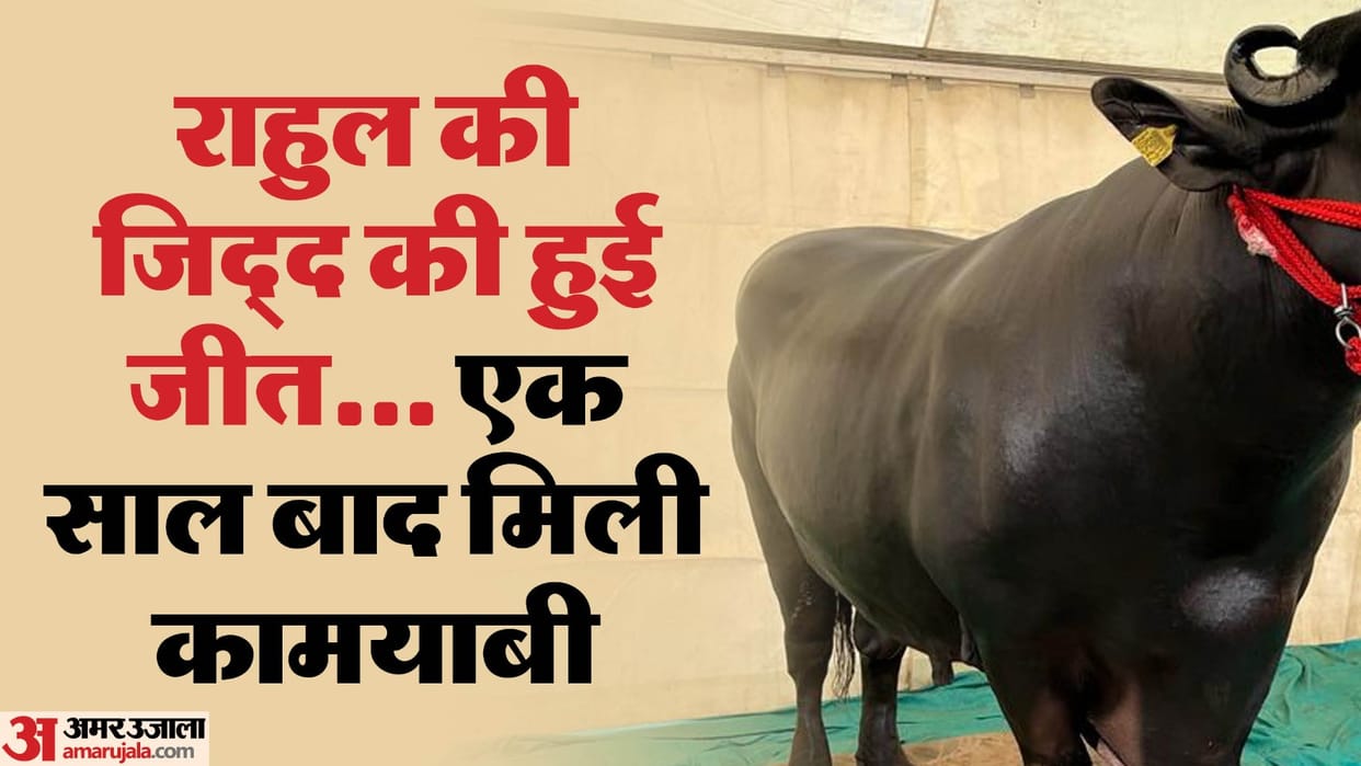 Farmer identifies buffalo stolen a year ago from Bulandshahr on Instagram