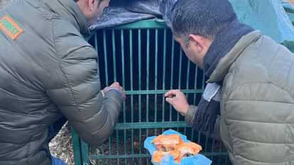 Himachal Terror of bears in rural areas of Rampur subdivision bear cub trapped in forest department cage