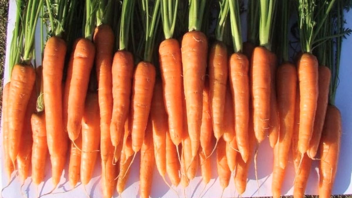 Eye Care Tips Add These Foods in Your Diet to Improve Eyesight