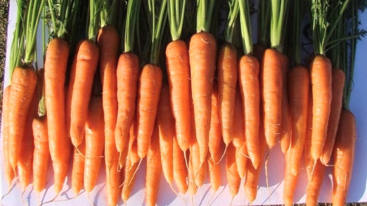 Agriculture: Himachal's Nauni University invented new varieties of carrot and French bean