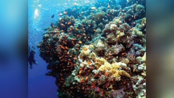 Due to climate change marine life is also in danger crisis on corals deepens most