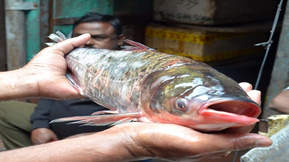 Fish business in winter season