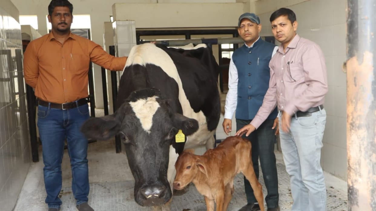 Surrogate cow gave birth to Sahiwal breed calf in BHU