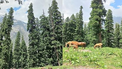 Himachal News: 77 ईको टूरिज्म साइटों से होगी 200 करोड़ की आय, स्थानीय लोगों को मिलेगा रोजगार CM Sukhu said 77 eco tourism sites will generate 200 crore income, local people will get employment