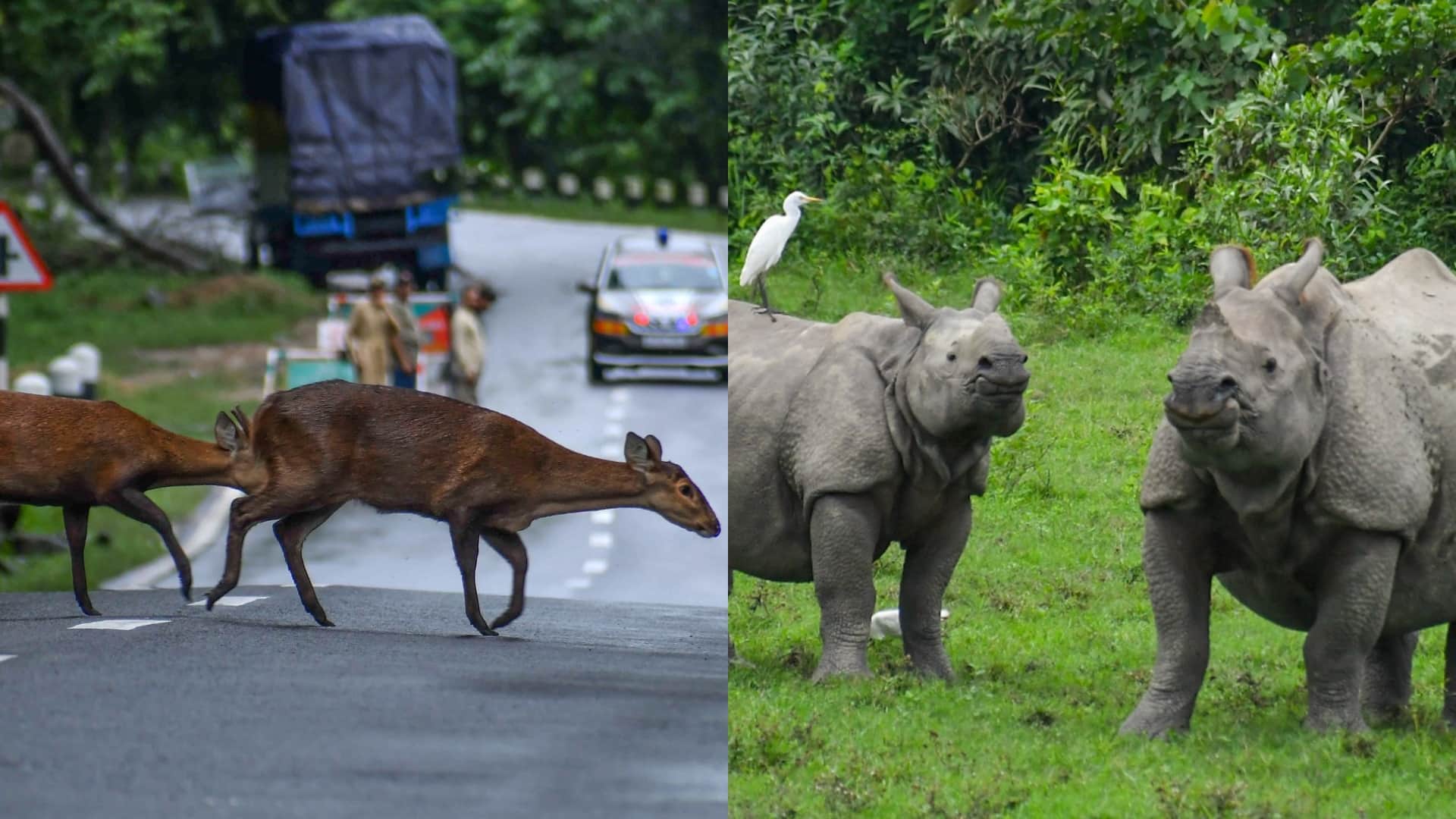 International Tiger Day Best Places to spot tigers in India Check locations details Bharat ke Bagh Abhayaranya