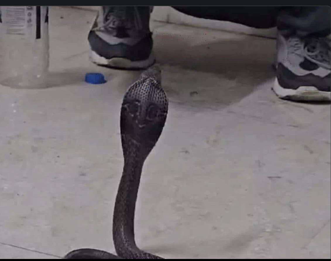 Indore News: Cobra hidden in Activa rescued in Indore, kept sitting under the trunk for an hour