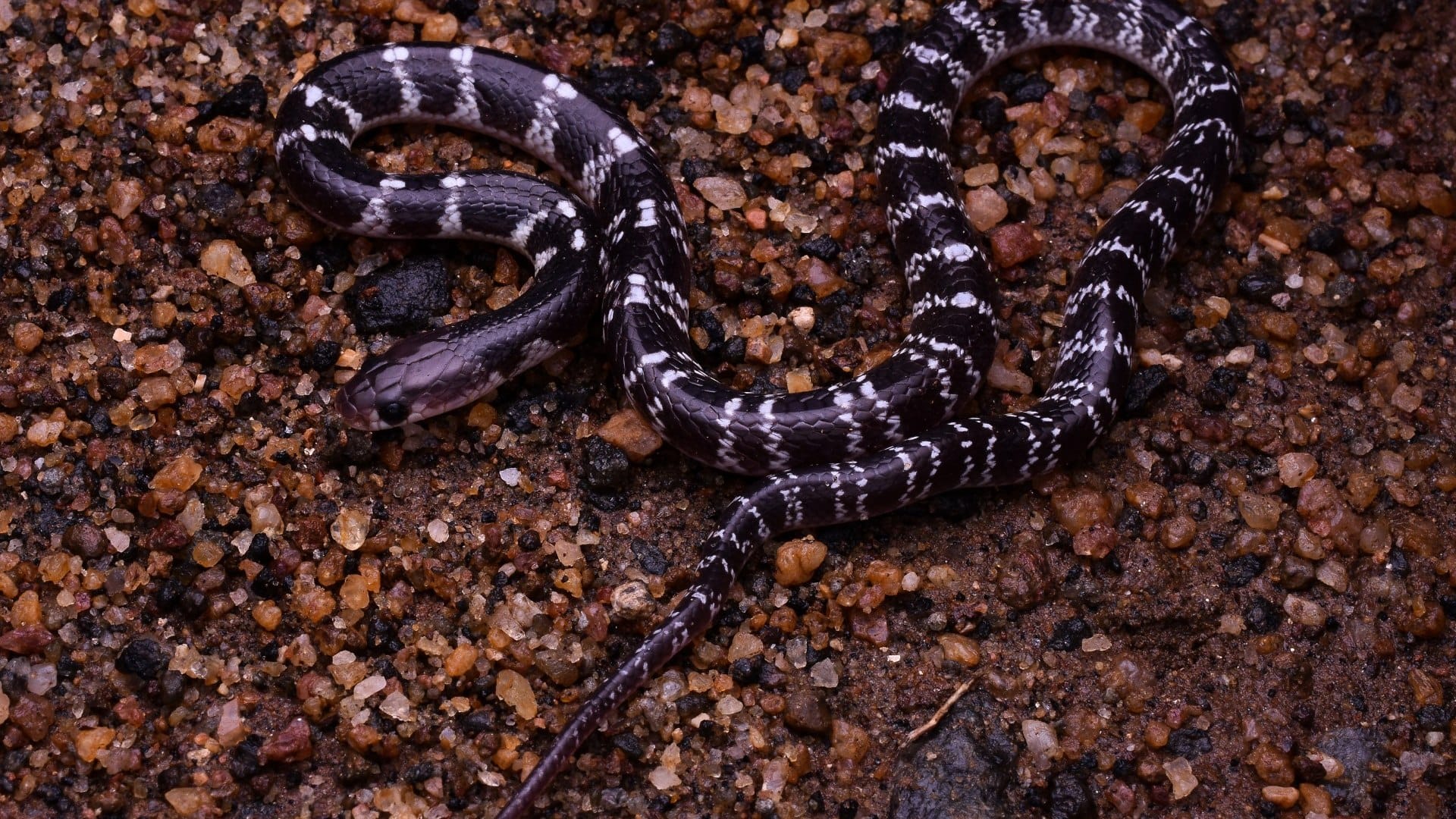 most venomous snakes in india cobra and karait snake king cobra naag