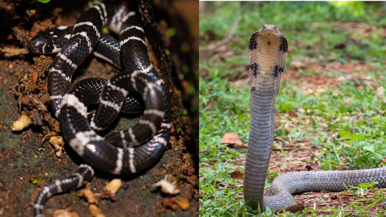 most venomous snakes in india cobra and karait snake king cobra naag