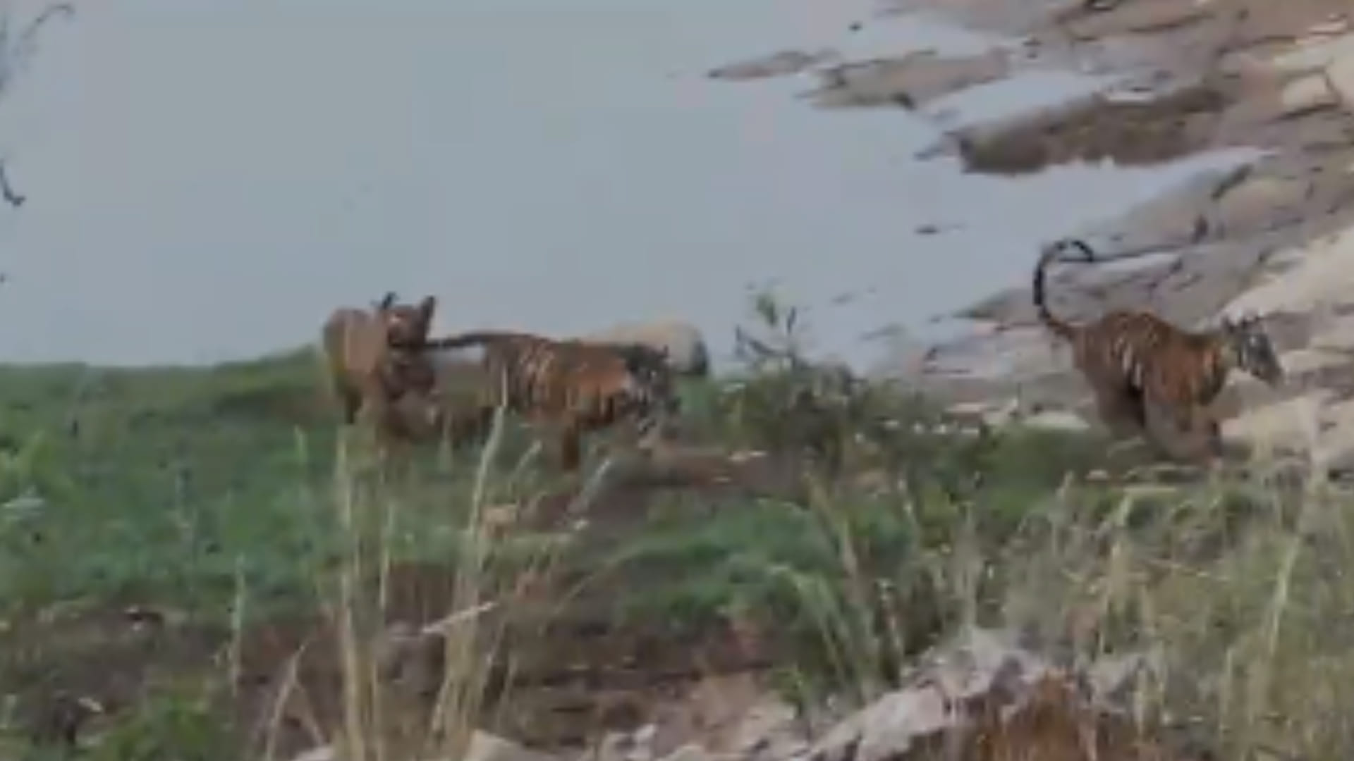 पन्ना टाइगर रिजर्व में उछलकूद करते बाघ के शावक