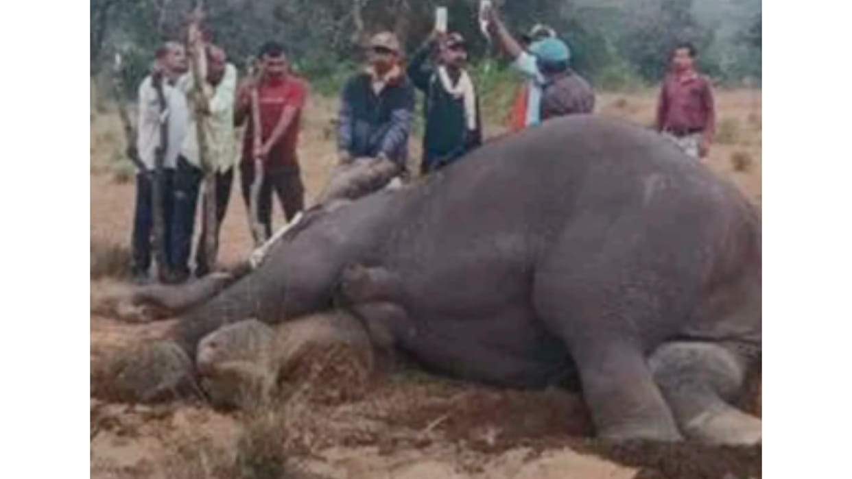 After the death of 11 elephants, only one doctor was removed, amazing action