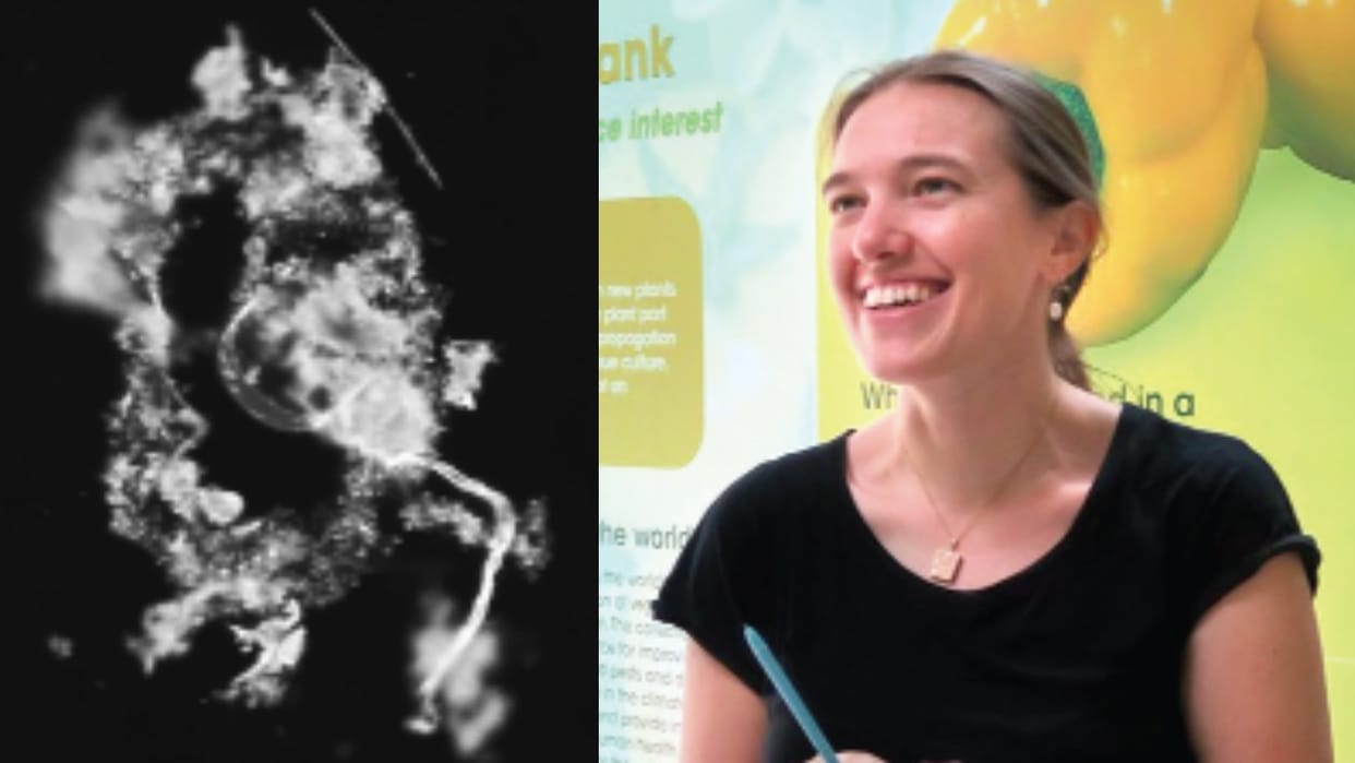 Veronique Greenwood Sea ice and mucus are like parachutes, researchers found a new approach