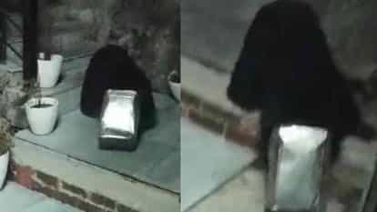 खाने की तलाश में कनस्तर में फंस गया भालू का सिर, वन कर्मियों ने निकाला ज्योतिर्मठ, चमोली समाचार