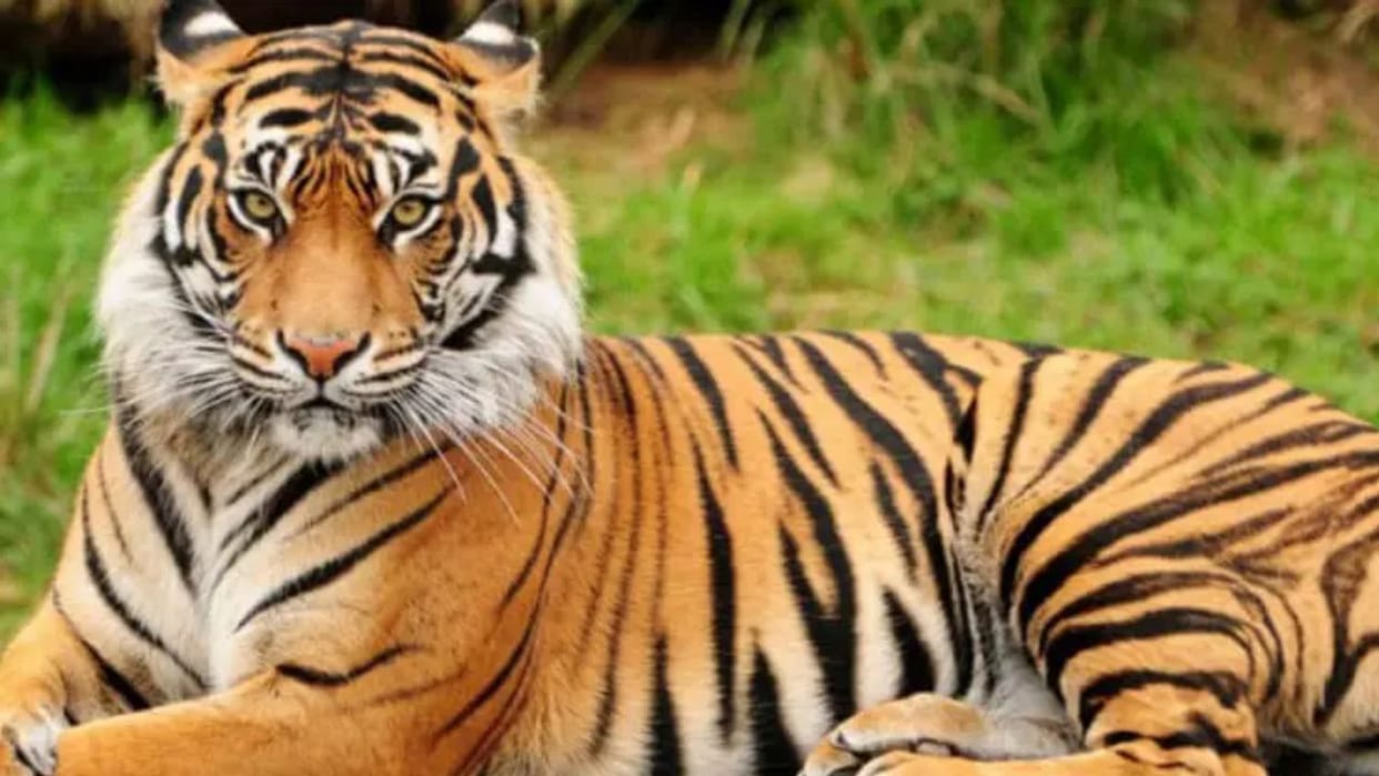 Bengal Tiger will be heard in Renukaji Zoo two lions will be brought from Maharashtra