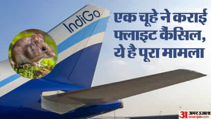 Lucknow to Goa: Flight canceled due to sighting of rat, passengers created ruckus, rat was said to be a securi