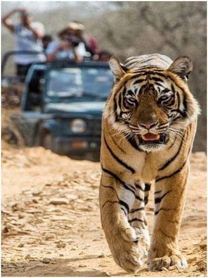 राष्ट्रीय उद्यान