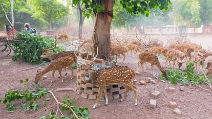 Bird flu Investigation done at Sarnath Mini Zoo in varanasi sample sent to Bareilly unique way of prevention