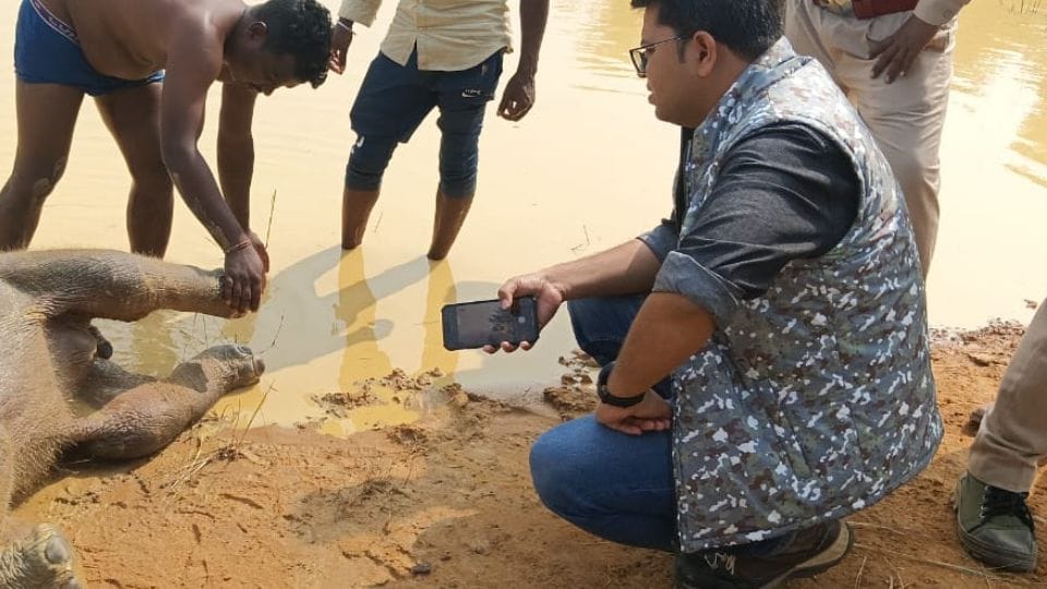 Elephant cub dies due to drowning in pond in Raigarh