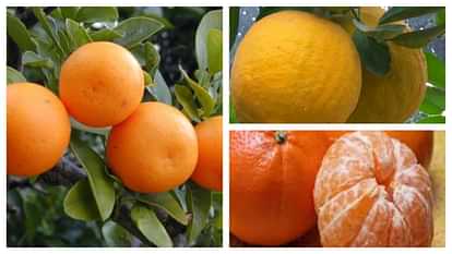 Himachal News Horticulture Department will buy Kinnow Malta Orange for Rs 12 Galgal for Rs 10