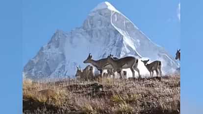 Gangotri National Park Close for winter on 30 November wildlife will be monitored with 75 trap cameras