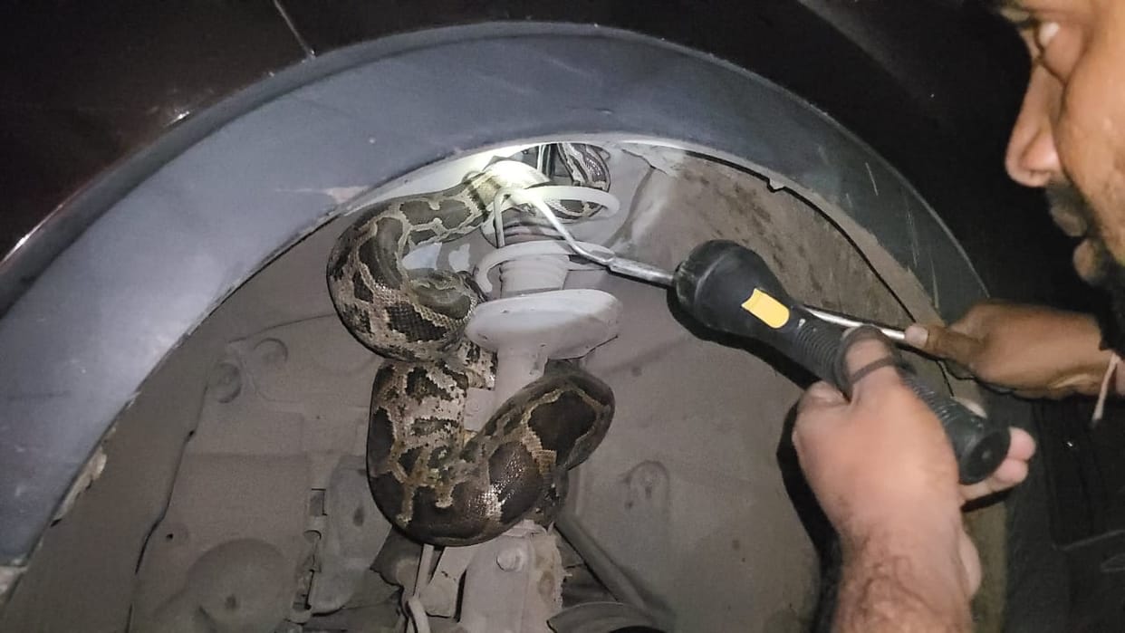 Giant python seen sitting in car at midnight in NTPC Sada Colony of Korba