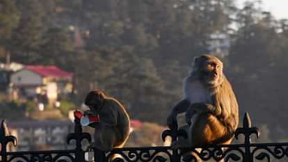 Shimla News Monkey attack on school student seriously injured after falling