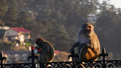Shimla News: स्कूली छात्र के पीछे भागा बंदर, गिरने से गंभीर घायल; बंदरों से राहत नहीं दिला सका प्रशासन Shimla News Monkey attack on school student seriously injured after falling