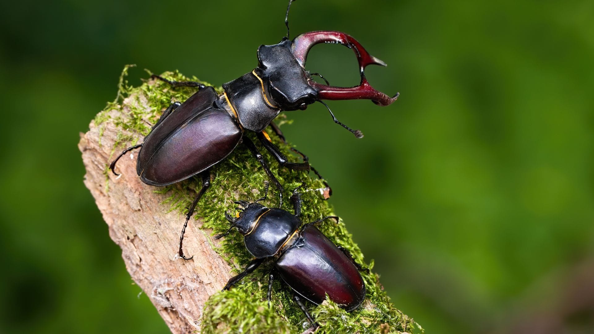 Stag Beetle is the world most expensive insect in hindi