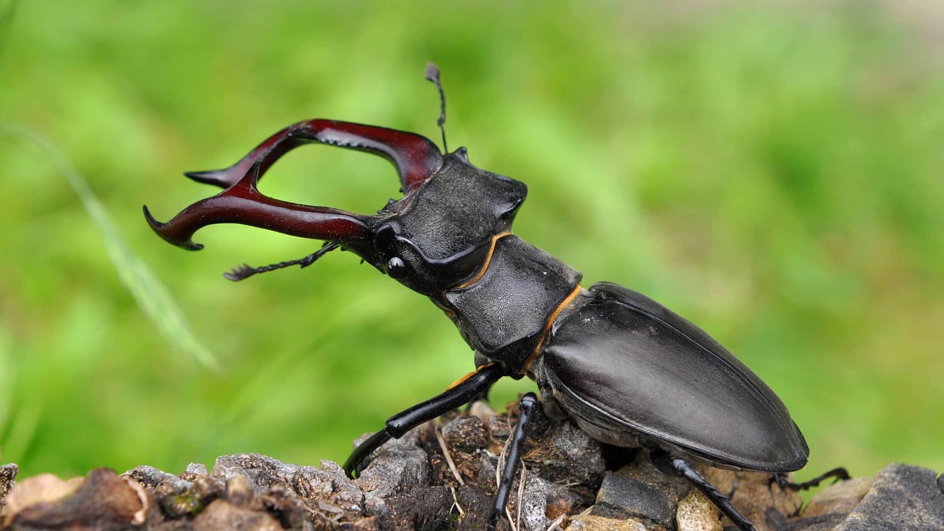 Stag Beetle is the world most expensive insect in hindi