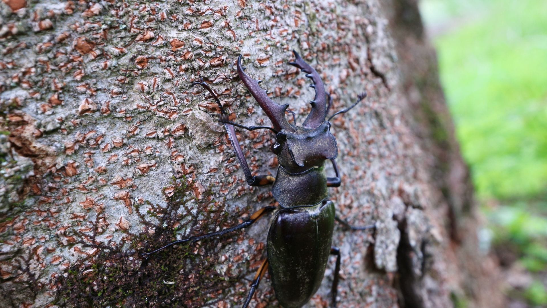 Stag Beetle is the world most expensive insect in hindi