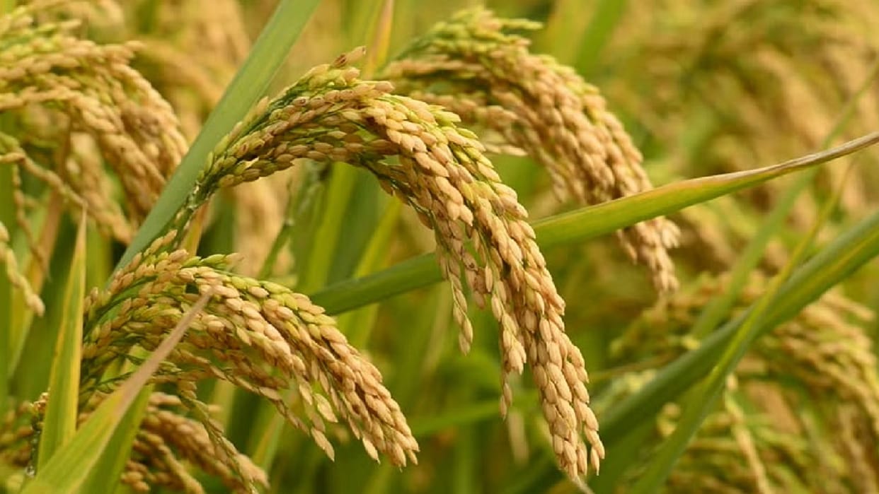 Chhattisgarh is now moving towards digital agriculture through Agristack project, farmers will get benefit