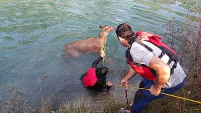 Dehradun SDRF Uttarakhand Police successfully rescued a Nilgai calf drowning in Shakti canal