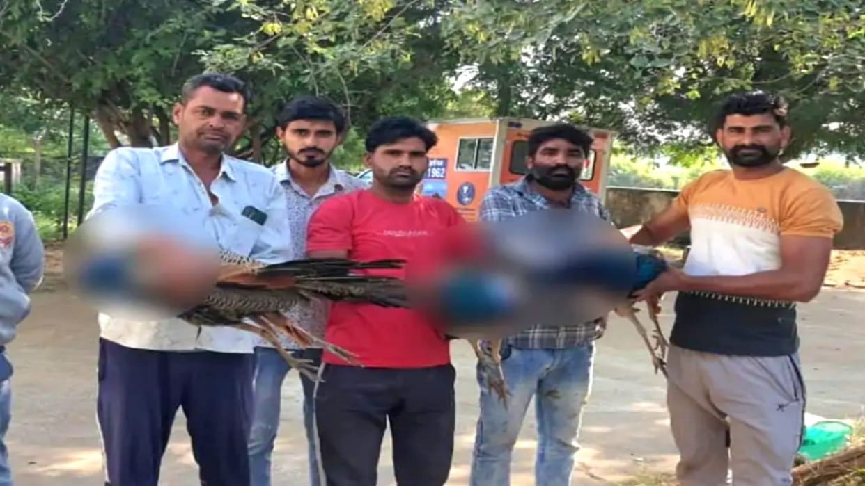Kekri News: 5 peacocks found dead in the forest, one injured, fear of killing by injecting poisonous seeds