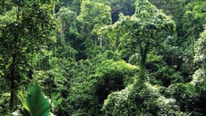 वर्षावन (सांकेतिक तस्वीर)