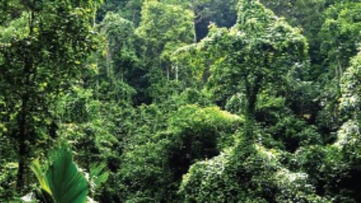 Rainforests reduce stress respiratory diseases their conservation also good for biodiversity and climate