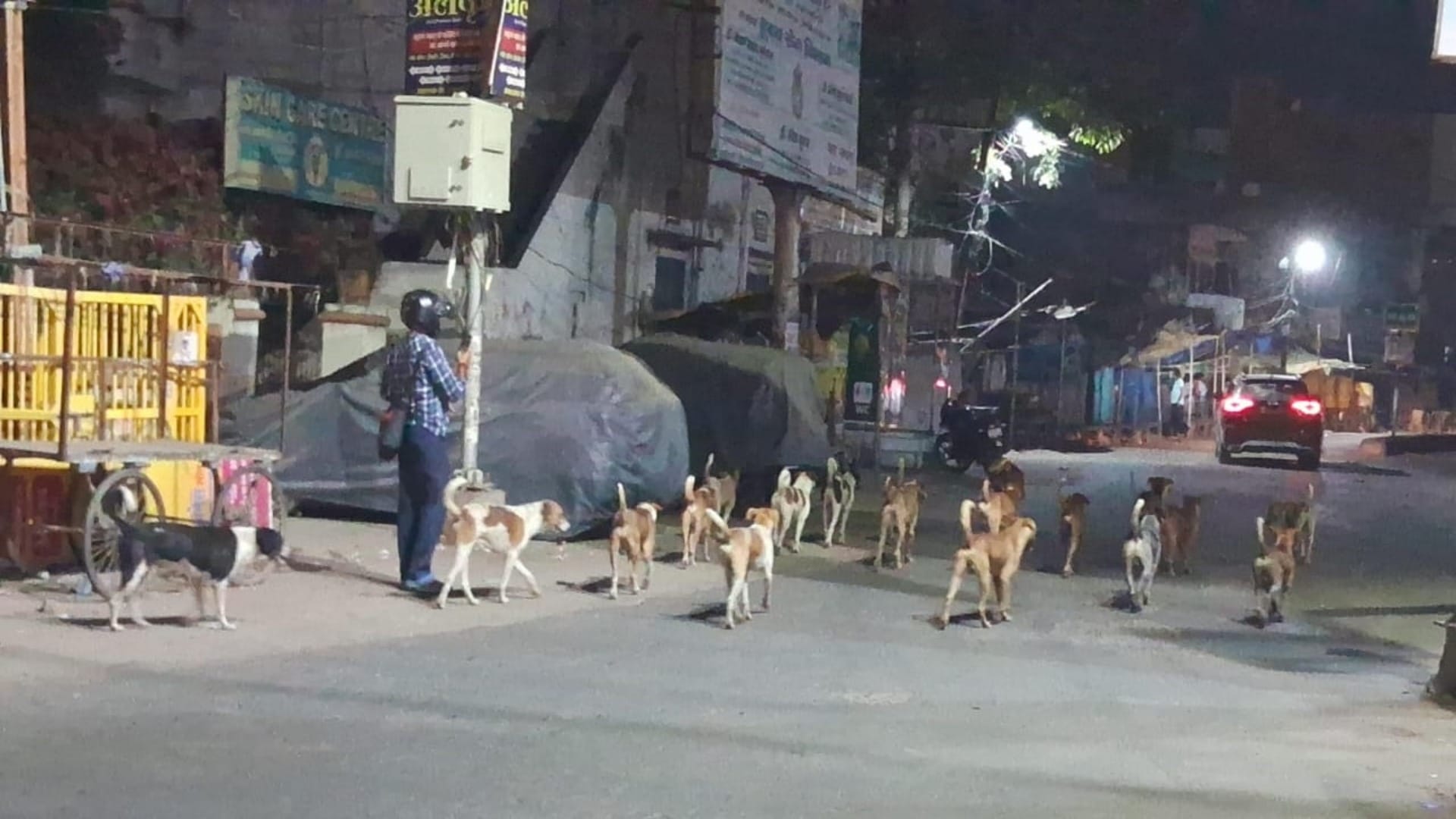 Bihar News: Terror of stray dogs in Muzaffarpur, dogs attacked an innocent, seriously injured