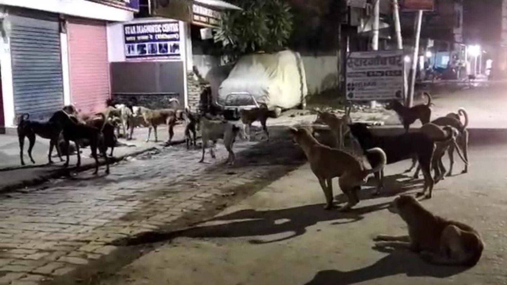 Bihar News: Terror of stray dogs in Muzaffarpur, dogs attacked an innocent, seriously injured