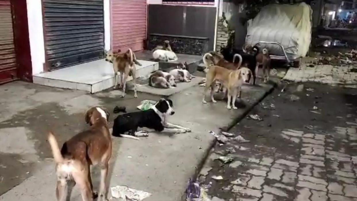 Child attacked by stray dogs in aonla Bareilly