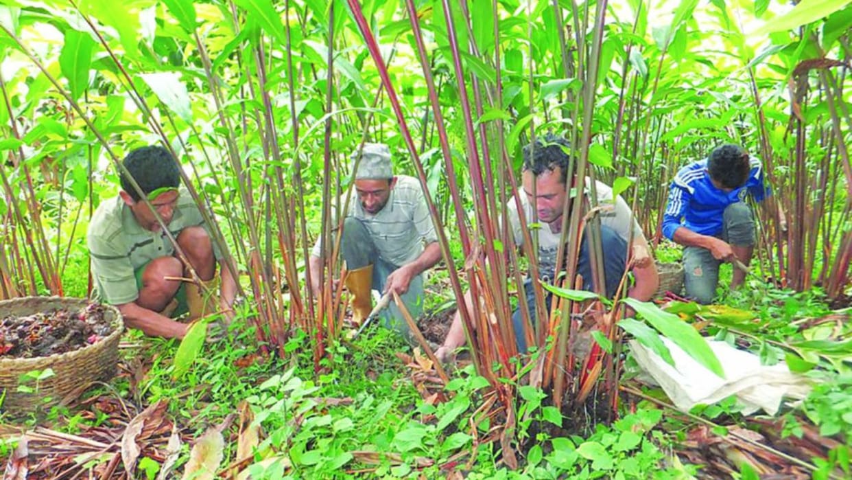 Jammu Kashmir: The price of big cardamom spoiled the taste, the price increased from Rs 1400 to Rs 2000 per kg