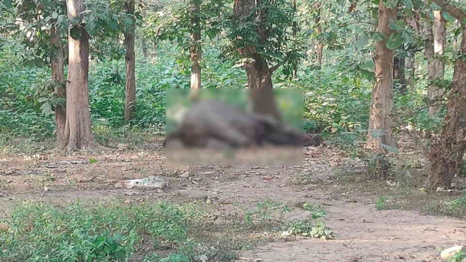 Bloody fight between two elephants in Kotdwar range of Lansdowne forest division one died