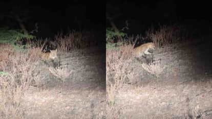 Burhanpur News: People panic after seeing a leopard on the roadside in Dhulkot