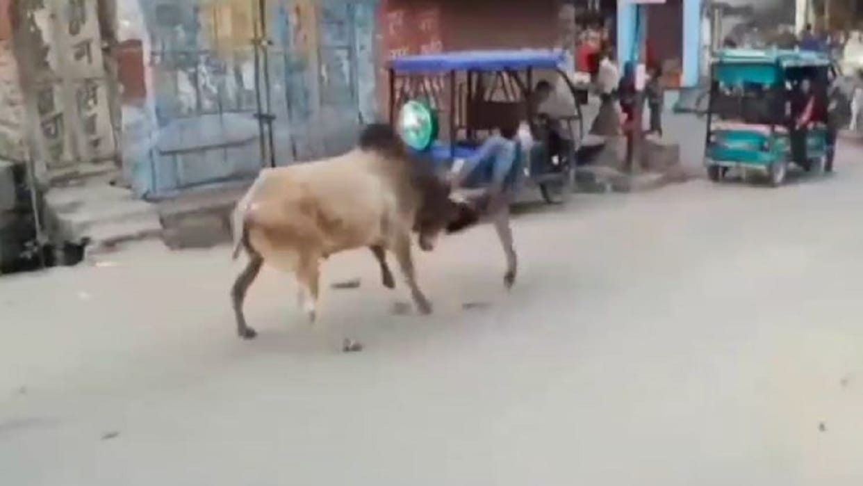 bull attacked several people walking on the road in Jalalabad Shahjahanpur
