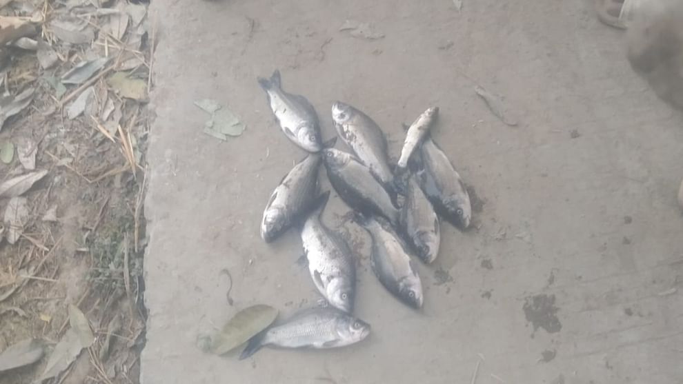 People are worried due to the death of fishes in the pond: Poisonous substance suspected police is investigat