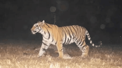 tigress entered a farmer house with her cub in Pilibhit