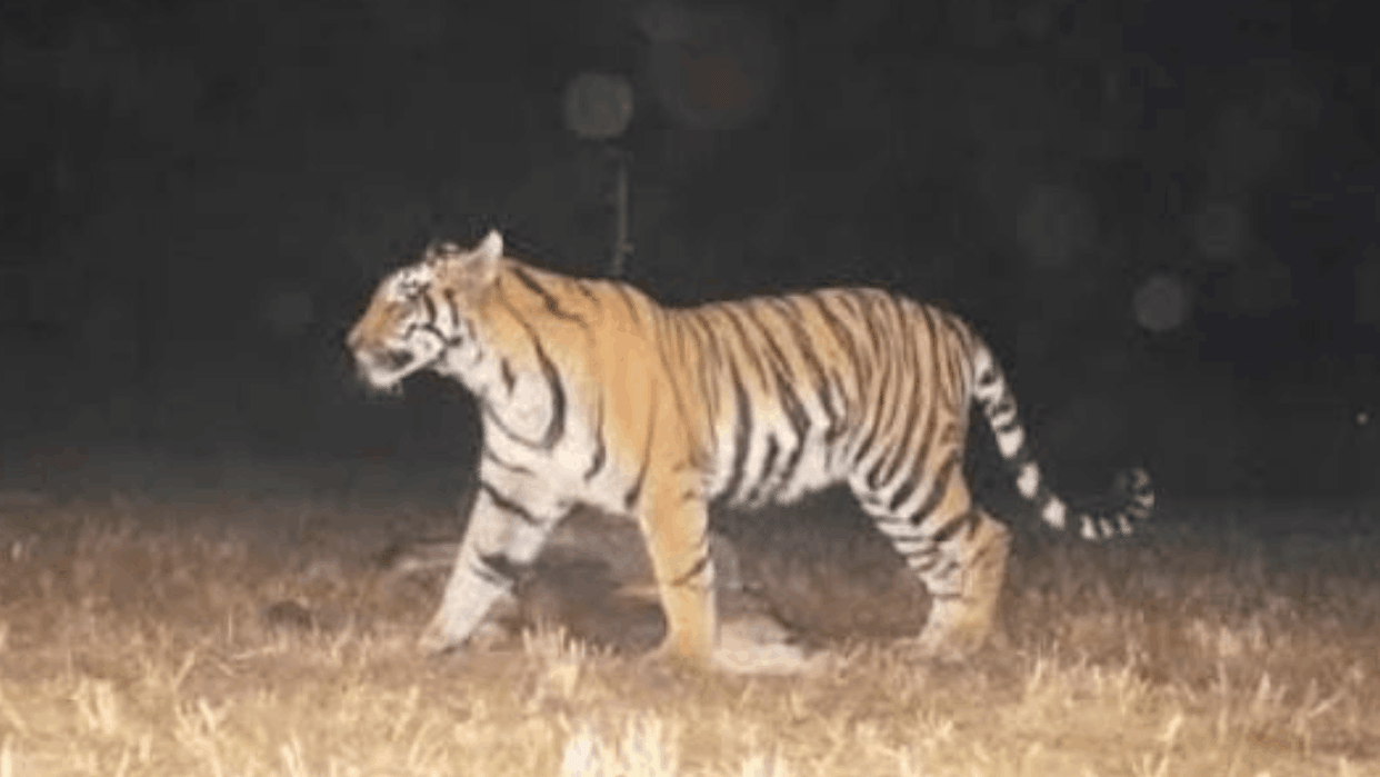 now tigress enters MP-CG border After elephant