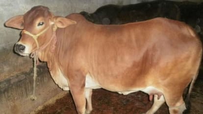 गाय (सांकेतिक तस्वीर)।