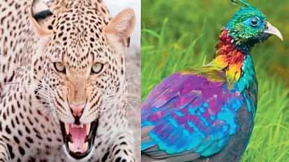 HP Wildlife Wing: Leopard for one lakh, Monal for 12 thousand.. adopt them